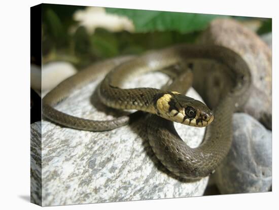 Ring Snake, Stones, Resting, Warming Up-Harald Kroiss-Premier Image Canvas