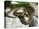 Ring Snake, Stones, Resting, Warming Up-Harald Kroiss-Premier Image Canvas