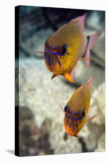 Ring-tailed Cardinal Fish-Matthew Oldfield-Premier Image Canvas