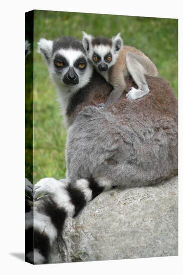 Ring Tailed Lemur and Baby-Lantern Press-Stretched Canvas