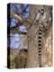 Ring-tailed Lemur, Berenty Reserve, Madagascar-Pete Oxford-Premier Image Canvas