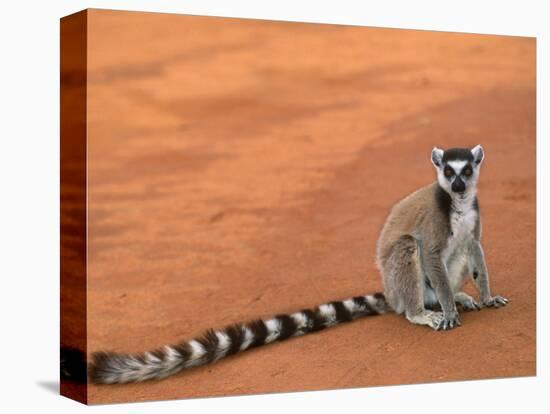 Ring-Tailed Lemur (Lemur Catta) Berenty Reserve, Madagascar-Pete Oxford-Premier Image Canvas
