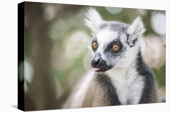 Ring-Tailed Lemur (Lemur Catta), Isalo National Park, Ihorombe Region, Southwest Madagascar, Africa-Matthew Williams-Ellis-Premier Image Canvas