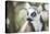 Ring-Tailed Lemur (Lemur Catta), Isalo National Park, Ihorombe Region, Southwest Madagascar, Africa-Matthew Williams-Ellis-Premier Image Canvas