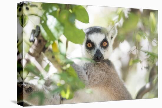 Ring-Tailed Lemur (Lemur Catta), Isalo National Park, Ihorombe Region, Southwest Madagascar, Africa-Matthew Williams-Ellis-Premier Image Canvas