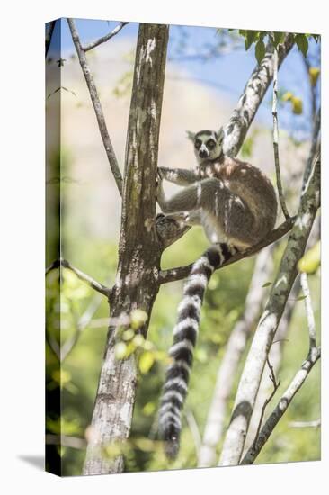 Ring-Tailed Lemur (Lemur Catta), Isalo National Park, Ihorombe Region, Southwest Madagascar, Africa-Matthew Williams-Ellis-Premier Image Canvas