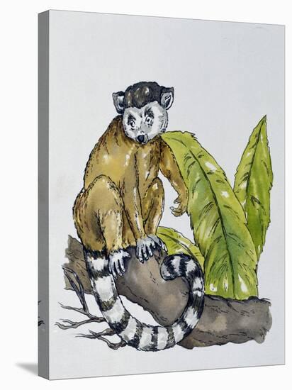 Ring-Tailed Lemur (Lemur Catta), Lemuridae-null-Premier Image Canvas