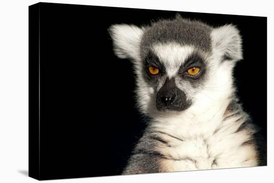 Ring Tailed Lemur Up Close-Lantern Press-Stretched Canvas