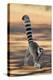 Ring-Tailed Lemur Walking with Tail Up-null-Premier Image Canvas