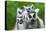 Ring-Tailed Lemur with Her Cute Babies-Enjoylife2-Premier Image Canvas