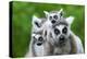 Ring-Tailed Lemur with Her Cute Babies-Enjoylife2-Premier Image Canvas