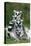 Ring-Tailed Lemur with Young-null-Premier Image Canvas