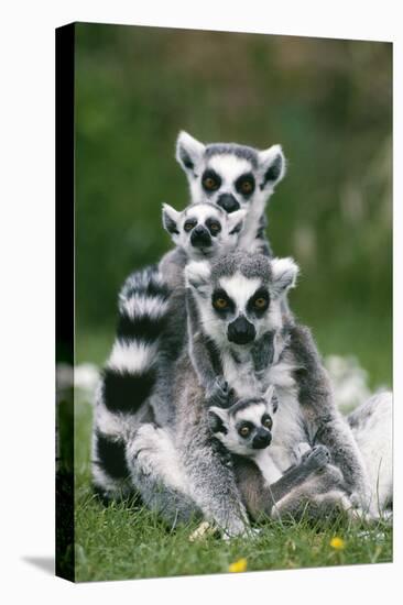 Ring-Tailed Lemur with Young-null-Premier Image Canvas