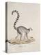 Ring-Tailed Lemur-null-Premier Image Canvas