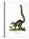 Ring-Tailed Lemur-null-Premier Image Canvas