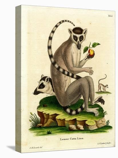 Ring-Tailed Lemur-null-Premier Image Canvas