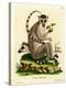 Ring-Tailed Lemur-null-Premier Image Canvas