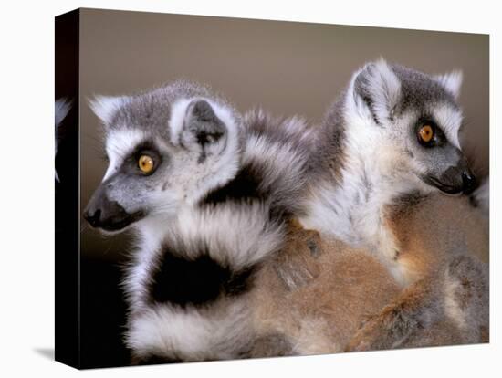 Ring-tailed Lemurs, Berenty Private Reserve, Madagascar-Pete Oxford-Premier Image Canvas