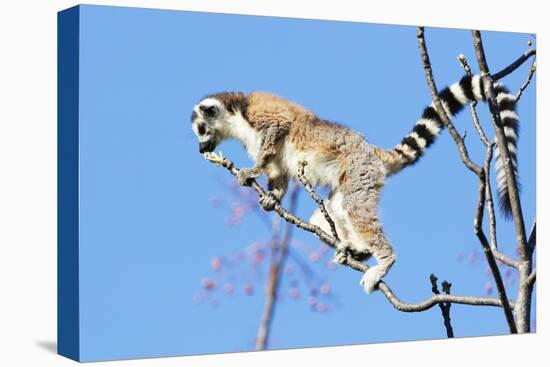 Ring tailed lemurs (Lemur catta), Anja Reserve, Ambalavao, central area, Madagascar, Africa-Christian Kober-Premier Image Canvas