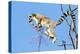 Ring tailed lemurs (Lemur catta), Anja Reserve, Ambalavao, central area, Madagascar, Africa-Christian Kober-Premier Image Canvas