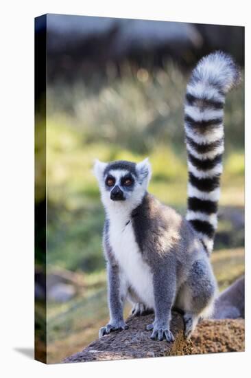Ring tailed lemurs (Lemur catta), Anja Reserve, Ambalavao, central area, Madagascar, Africa-Christian Kober-Premier Image Canvas