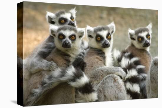 Ring-Tailed Lemurs-halbrindley-Premier Image Canvas