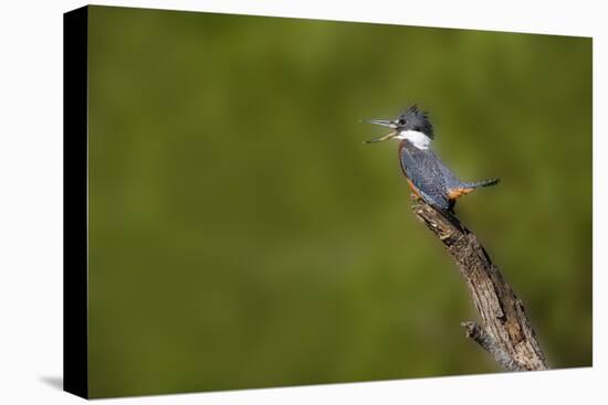 Ringed Kingfisher (Megaceryle torquata) male-Larry Ditto-Premier Image Canvas