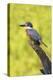 Ringed Kingfisher (Megaceryle torquata) perched-Larry Ditto-Premier Image Canvas