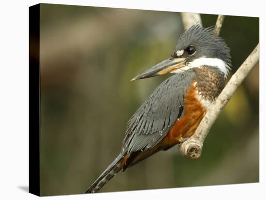 Ringed Kingfisher, Pantanal, Brazil-Joe & Mary Ann McDonald-Premier Image Canvas