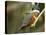Ringed Kingfisher, Pantanal, Brazil-Joe & Mary Ann McDonald-Premier Image Canvas