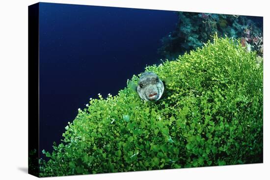 Ringed Puffer (Arothron Hispidus) on Algae, Indonesia, Sulawesi, Indian Ocean.-Reinhard Dirscherl-Premier Image Canvas
