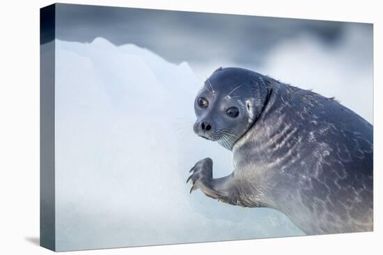 Ringed Seal Pup, Nunavut, Canada-Paul Souders-Premier Image Canvas