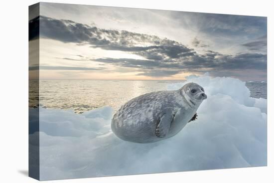 Ringed Seal Pup on Iceberg, Nunavut Territory, Canada-Paul Souders-Premier Image Canvas