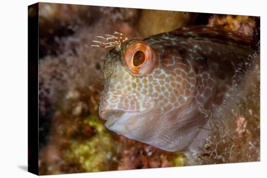 Ringneck blenny head portrait, Italy, Tyrrhenian Sea-Franco Banfi-Premier Image Canvas