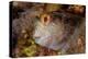 Ringneck blenny head portrait, Italy, Tyrrhenian Sea-Franco Banfi-Premier Image Canvas