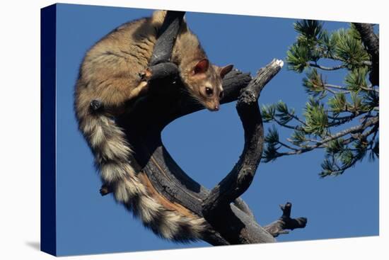 Ringtail Sitting in Pine Tree-W. Perry Conway-Premier Image Canvas