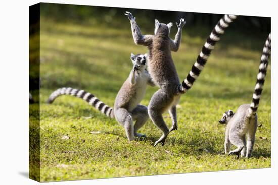 Ringtailed Lemurs Playing (Lemur Catta) Nahampoana Reserve, South Madagascar, Africa-Konrad Wothe-Premier Image Canvas