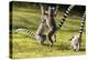 Ringtailed Lemurs Playing (Lemur Catta) Nahampoana Reserve, South Madagascar, Africa-Konrad Wothe-Premier Image Canvas