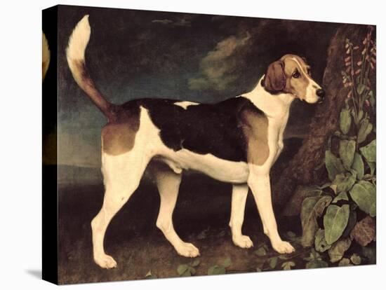 Ringwood, a Brocklesby Foxhound, 1792-George Stubbs-Premier Image Canvas