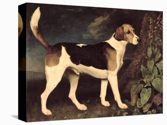 Ringwood, a Brocklesby Foxhound, 1792-George Stubbs-Premier Image Canvas