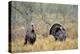 Rio Grande Wild Turkey Gobbler Strutting, Starr County, Texas-Richard and Susan Day-Premier Image Canvas