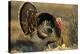 Rio Grande Wild Turkey Gobbler Strutting, Starr County, Texas-Richard and Susan Day-Premier Image Canvas