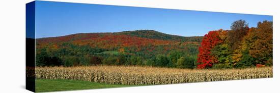 Ripe Corn Autumn Leaves Vermont USA-null-Stretched Canvas