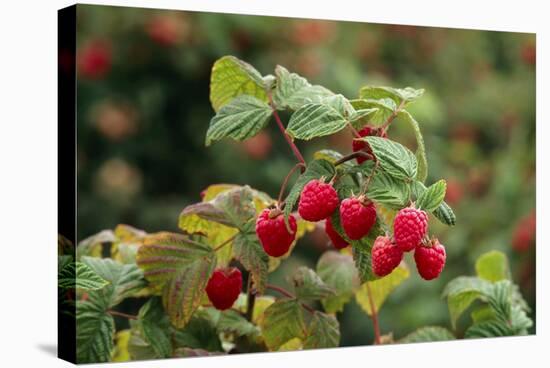 Ripe Fruit Hanging From a Raspberry Bush-Kaj Svensson-Premier Image Canvas