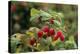 Ripe Fruit Hanging From a Raspberry Bush-Kaj Svensson-Premier Image Canvas