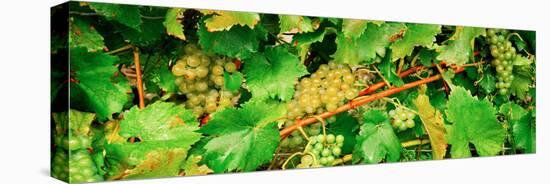 Ripe Green Grapes on the Vine, Quebec, Canada-null-Stretched Canvas