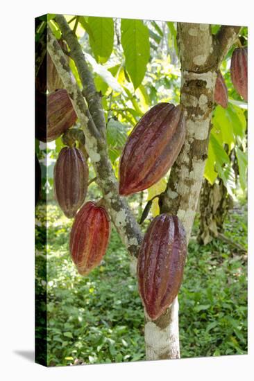 Ripe Red Cacao Pods, Agouti Cacao Farm, Punta Gorda, Belize-Cindy Miller Hopkins-Premier Image Canvas