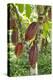 Ripe Red Cacao Pods, Agouti Cacao Farm, Punta Gorda, Belize-Cindy Miller Hopkins-Premier Image Canvas