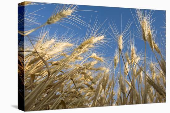 Ripening Heads of Soft White Wheat, Palouse Region of Washington-Greg Probst-Premier Image Canvas