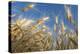 Ripening Heads of Soft White Wheat, Palouse Region of Washington-Greg Probst-Premier Image Canvas
